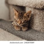 实时更新:433足球网比分直播带你掌握比赛动态 fs1lq05k8s